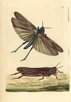 Wandering or migratory locust, Gryllus migratoria Wandering or migratory locust, Gryllus migratoria
