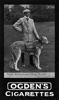 War dogs - Major Richardson's stag hounds War dogs - Major Richardson's stag hounds