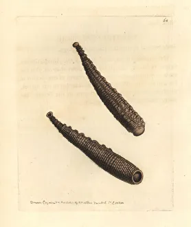 Warted sealeech, Pontobdella verrucata Warted sealeech, Pontobdella verrucata