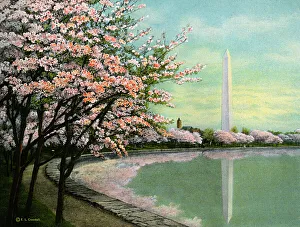 Riverside Gallery: Washington - Japanese Cherry Blossoms - Potomac Park