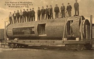 A Washington Saw Log used as the home for a man and a bear A Washington Saw Log used as the home for a man and a bear