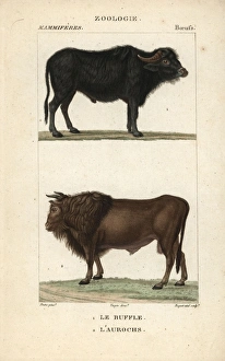 Water buffalo, Bubalus bubalis, and extinct Water buffalo, Bubalus bubalis, and extinct