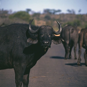 Water Buffalo in Kruger National Park, South Africa Water Buffalo in Kruger National Park, South Africa