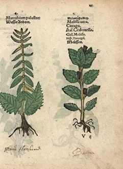 Water horehound, Lycopus europaeus, and lemon Water horehound, Lycopus europaeus, and lemon