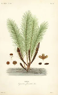 Water horsetail or swamp horsetail, Equisetum fluviatile Water horsetail or swamp horsetail, Equisetum fluviatile