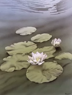 Smooth Gallery: Water Lilies