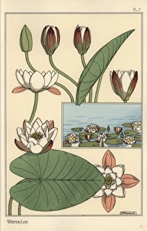 The water lily, Nelumbo lutea, and flower parts The water lily, Nelumbo lutea, and flower parts