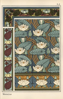 The water lily, Nelumbo lutea, in wallpaper The water lily, Nelumbo lutea, in wallpaper