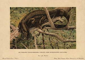 Water monitor lizard, Varanus salvator Water monitor lizard, Varanus salvator