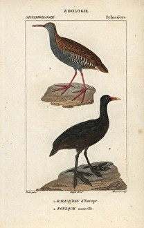 Water rail, Rallus aquaticus, and Eurasian coot, Fulica atra Water rail, Rallus aquaticus, and Eurasian coot, Fulica atra