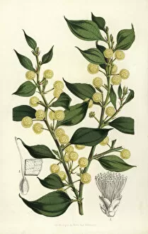 Flore Collection: Wattle, Acacia urophylla