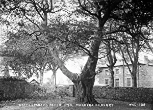 Derry Prints: Watty Graham's Beech Print, circa early 1900s