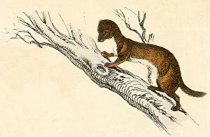 Critter Gallery: Weasel in a Tree Date: 1880