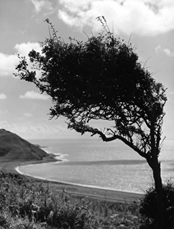 Cardiganshire Gallery: Weatherbeaten Hawthorn