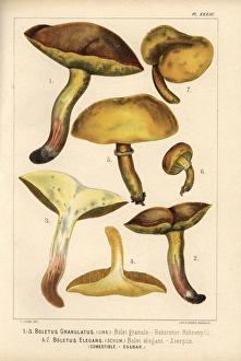 Weeping bolete, Suillus granulatus, and Bovine Weeping bolete, Suillus granulatus, and Bovine