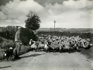Wait Gallery: Welsh Sheep Farming