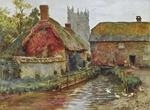 Dorset Collection: Affpuddle