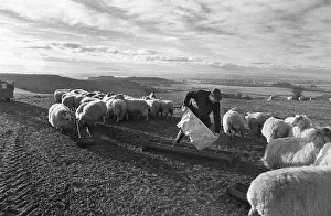 Wessex Ridgeway - farmer feeding sheep Wessex Ridgeway - farmer feeding sheep