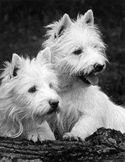 Two West Highland Whites on a Log Print, Art Prints, Posters