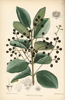 West Indian bay tree, Pimenta racemosa West Indian bay tree, Pimenta racemosa