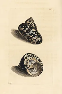 West Indian magpie shell, Cittarium pica West Indian magpie shell, Cittarium pica
