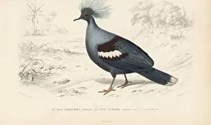 Coronata Gallery: Western crowned pigeon, Goura cristata (vulnerable)