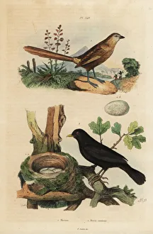 Fries Gallery: Western grasswren and blackbird