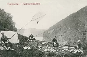 Hunts Gallery: Westman Islands, Iceland - Puffin Catching. Date: circa 1903