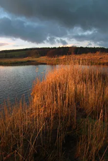 Wetland reeds on the banks of the tidal River Dee Wetland reeds on the banks of the tidal River Dee