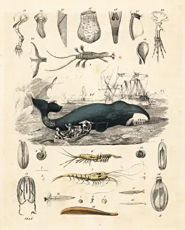 Whalers hunting a bowhead whale, Balaena mysticetus Whalers hunting a bowhead whale, Balaena mysticetus