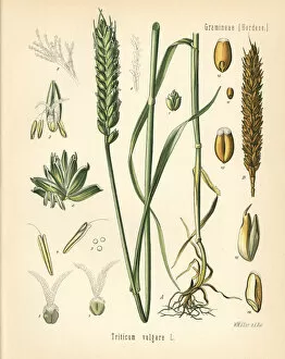 Plants Gallery: Wheat or bread wheat, Triticum vulgare