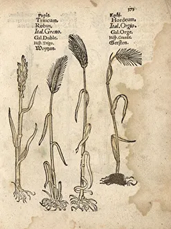 Wheat, Triticum aestivum, and barley, Hordeum vulgare Wheat, Triticum aestivum, and barley, Hordeum vulgare