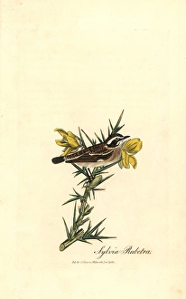 Whinchat Gallery: Whinchat, Saxicola rubetra