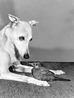 Images Dated 23rd March 2016: Whippet and Blackbird