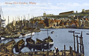 Whitby, North Yorkshire - The Herring Fleet Unlading Whitby, North Yorkshire - The Herring Fleet Unlading