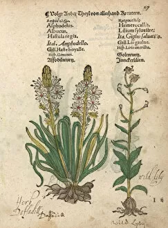 Krauterbuch Gallery: White asphodel, Asphodelus albus, and wild