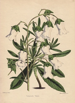 White bellflower, Campanula vidalii White bellflower, Campanula vidalii