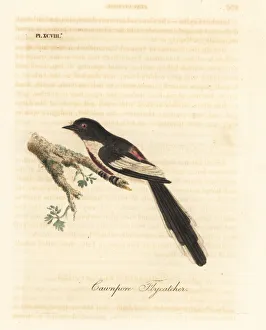 Flycatcher Gallery: White-bellied minivet, Pericrocotus erythropygius