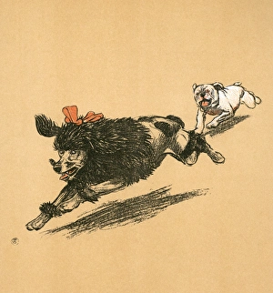 White bulldog puppy chases black French poodle White bulldog puppy chases black French poodle