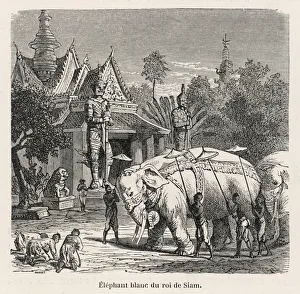Elephant Gallery: White Elephant Siam 19C