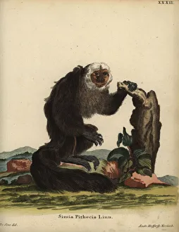 White-faced saki or Guianan saki, Pithecia pithecia White-faced saki or Guianan saki, Pithecia pithecia