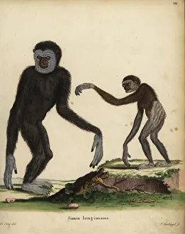 White-handed or lar gibbon, Hylobates lar. Endangered White-handed or lar gibbon, Hylobates lar. Endangered