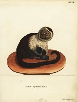 White-headed capuchin monkey, Cebus capucinus White-headed capuchin monkey, Cebus capucinus