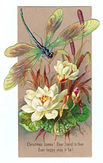White lilies and dragonfly on a Christmas card
