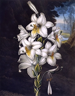 The White Lily with variegated leaves The White Lily with variegated leaves