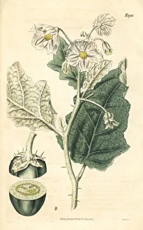 White-margined nightshade, Solanum marginatum White-margined nightshade, Solanum marginatum