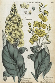 White mullein, Verbascum thapsus, and hoary White mullein, Verbascum thapsus, and hoary