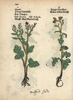 White mustard, Sinapis alba, and hedge mustard White mustard, Sinapis alba, and hedge mustard