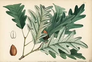 Quercus Gallery: White oak or valley oak, Quercus alba
