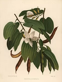 White orchid-tree, Bauhinia acuminata